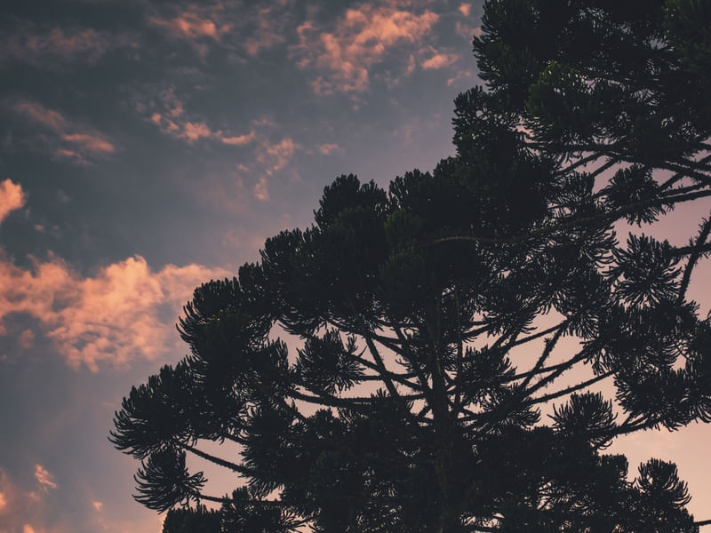 POR DA ARAUCARIA III