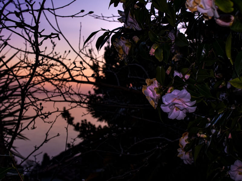 ITALIAN ROSE