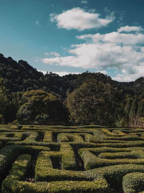 CENTER OF THE MAZE