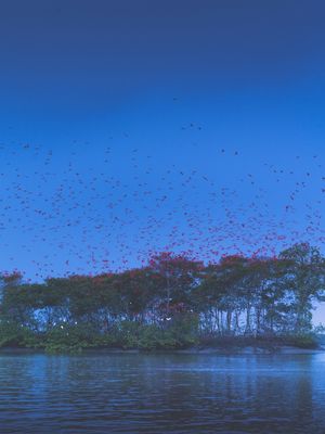 OS GUARÁS VERMELHOS DO DELTA DO PARNAÍBA