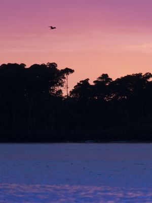 O GUARÁ DO PARNAÍBA