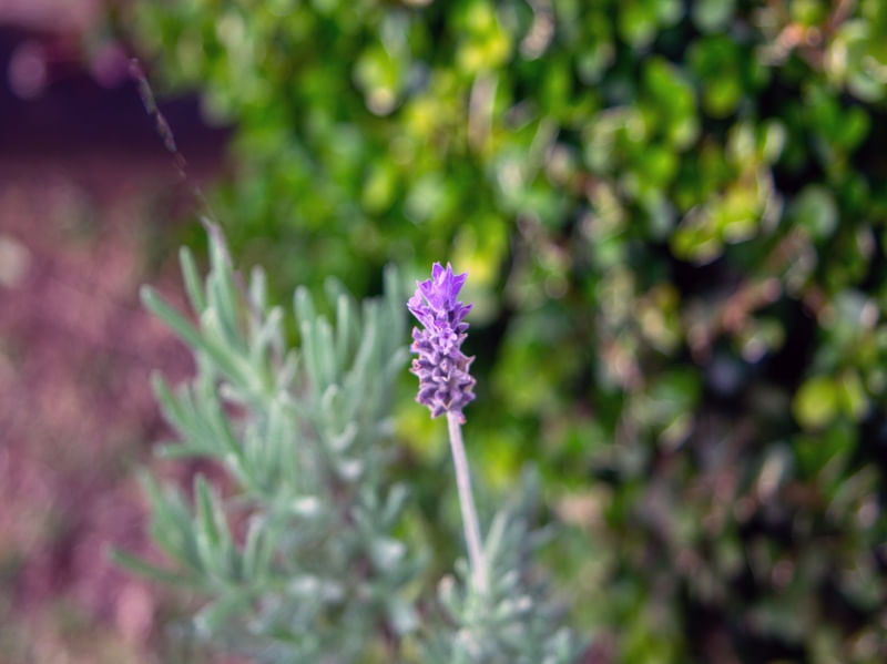 UMA SÓ LAVANDA