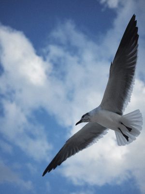 GAIVOTA MX