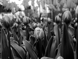 DESABROCHAR DA TULIPA - PB
