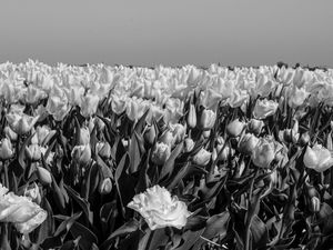 CAMPOS DE TULIPA 3 - PB
