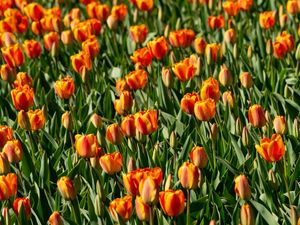 CAMPOS DE TULIPA 4