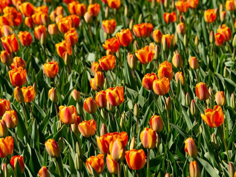 CAMPOS DE TULIPA 4