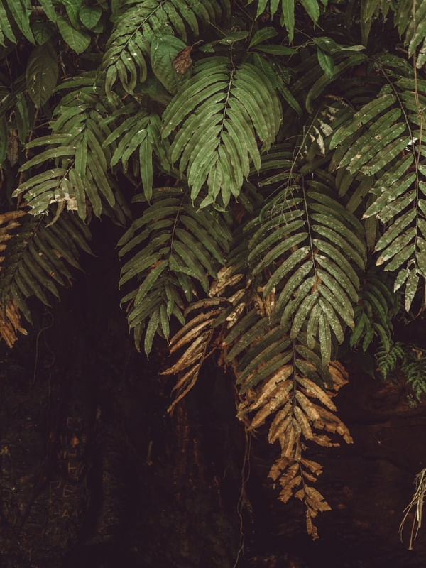 TEXTURA DE SAMAMBAIA SELVAGEM