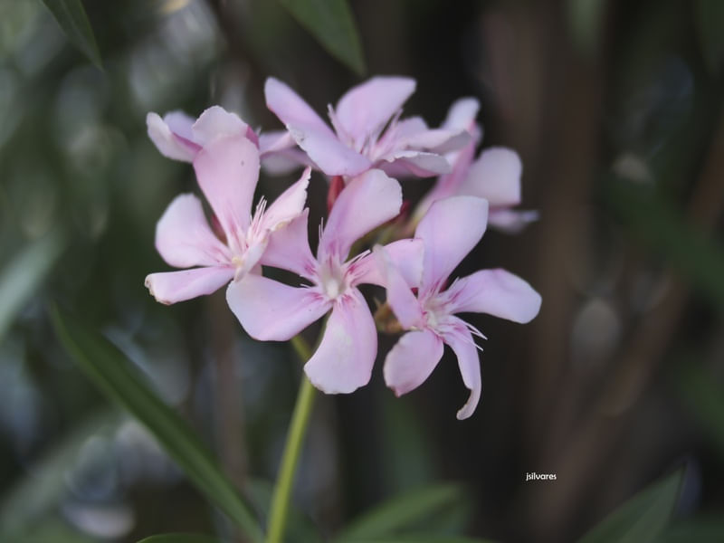 BUQUET 54