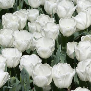 TULIPAS BRANCAS