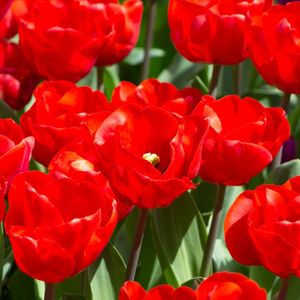 TULIPAS E ROMANCE