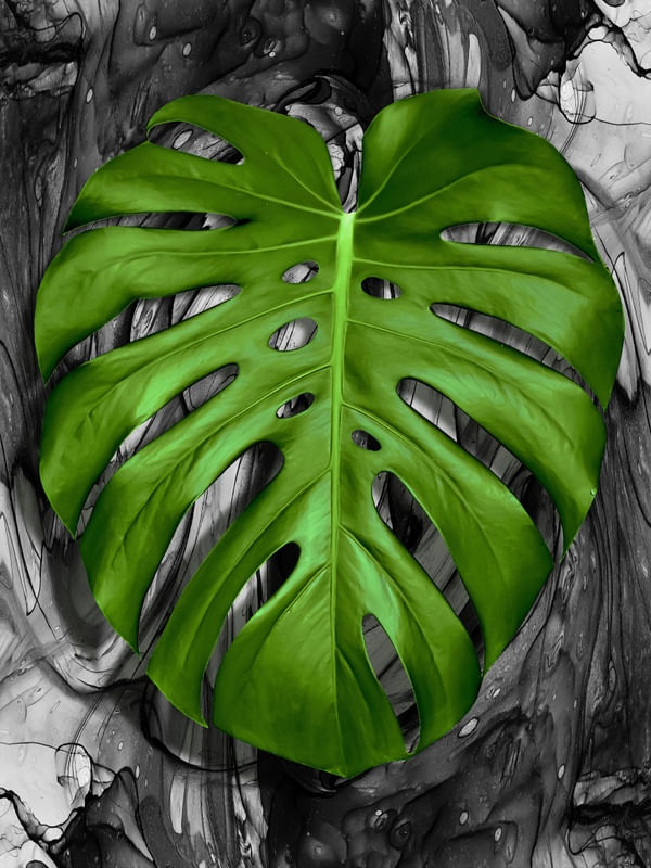FOLHA TROPICAL - 16A
