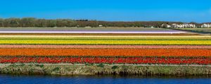 CAMPOS DE TULIPA 6
