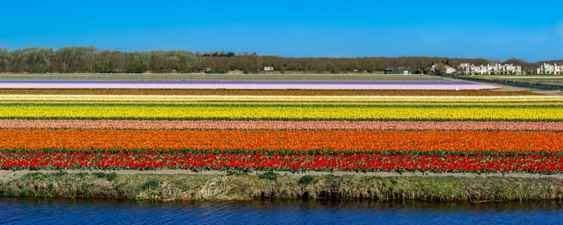 CAMPOS DE TULIPA 6