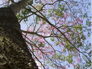 DOS ESPINHOS À FLOR