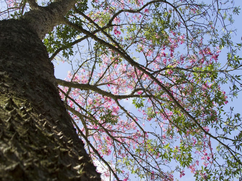 DOS ESPINHOS À FLOR