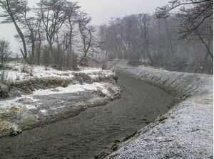 NEVANDO NA FLORESTA