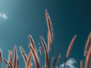 WHEAT FIELDS I