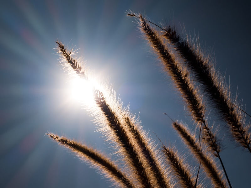 WHEAT FIELDS II