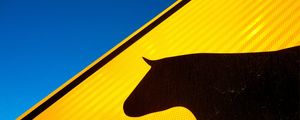 VACA NA PISTA