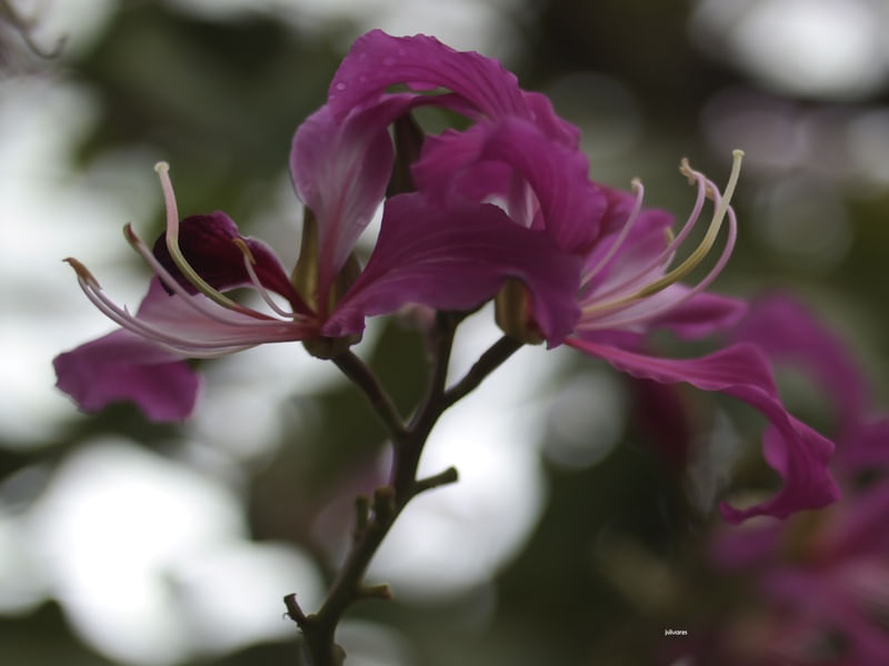 BOKEH BRANCO