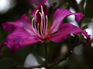 FLOR PLATINADA