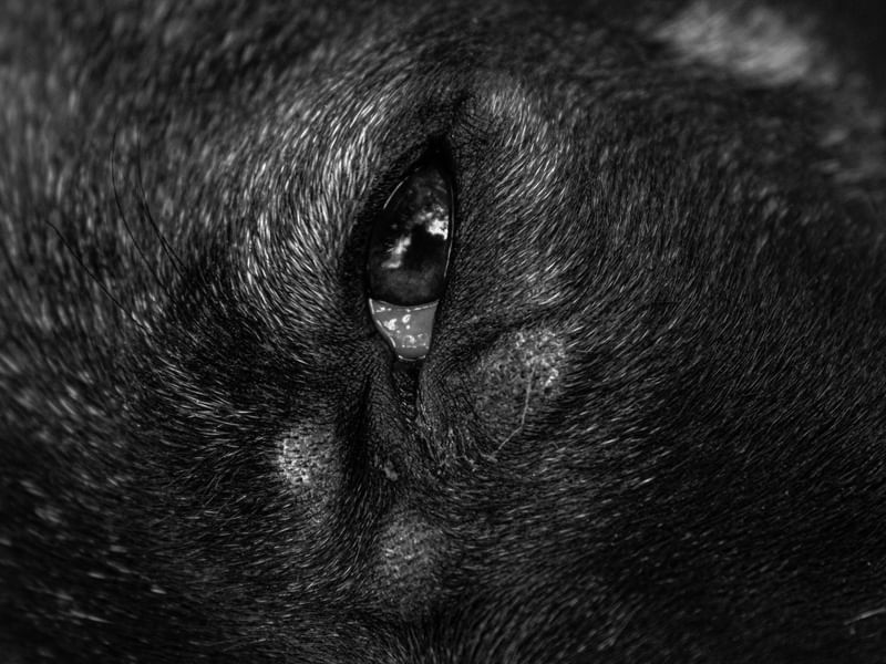 OLHO CANINO
