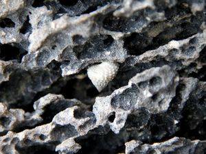 DETALHES DE UM CORAL
