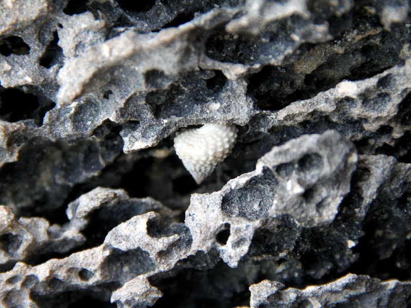 DETALHES DE UM CORAL
