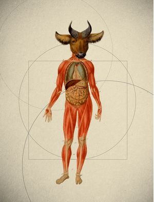 ANATOMIA MINOTAURO