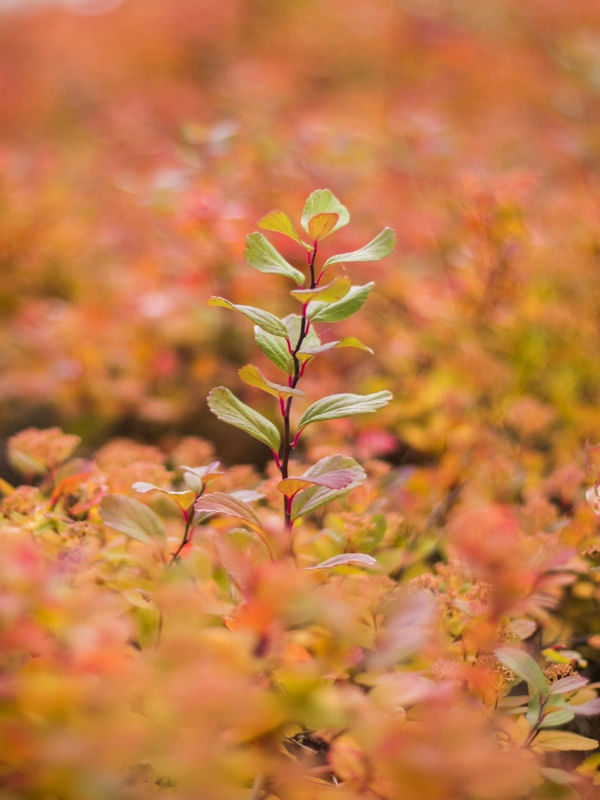 GROWING COLORFUL
