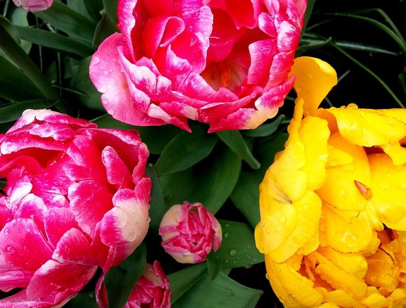 FLORES EXÓTICAS III