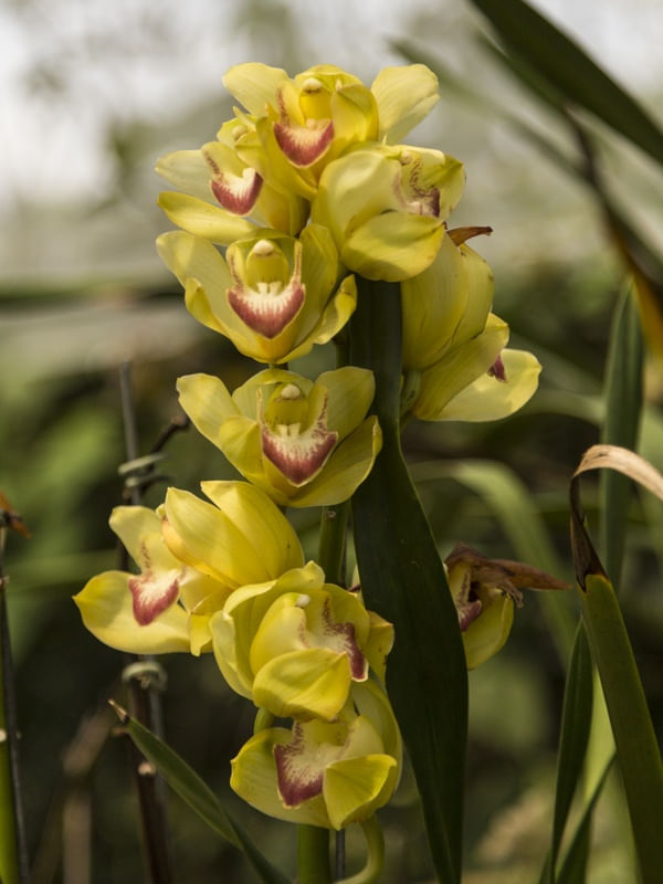 ORQUÍDEAS I