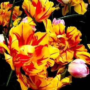 TULIPAS EXÓTICAS VI