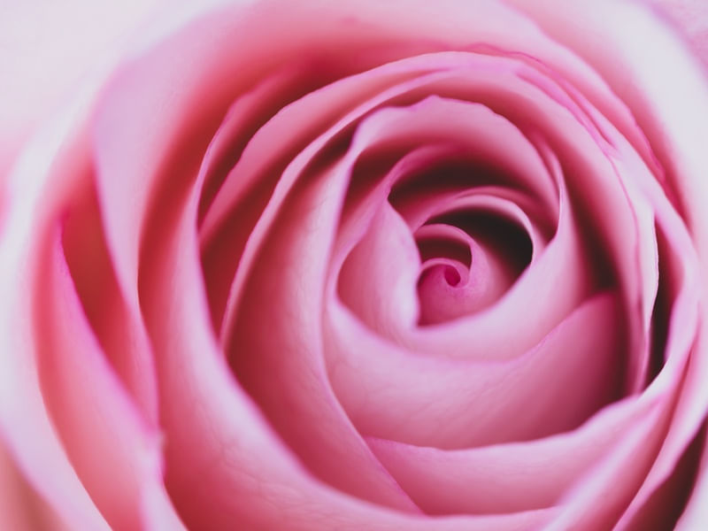 ROSA DELICADA