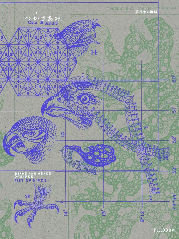 BEAKS, HEADS AND FEET OF BIRDS