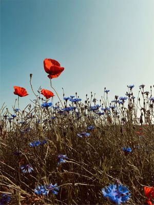 WILDFLOWERS FIELD