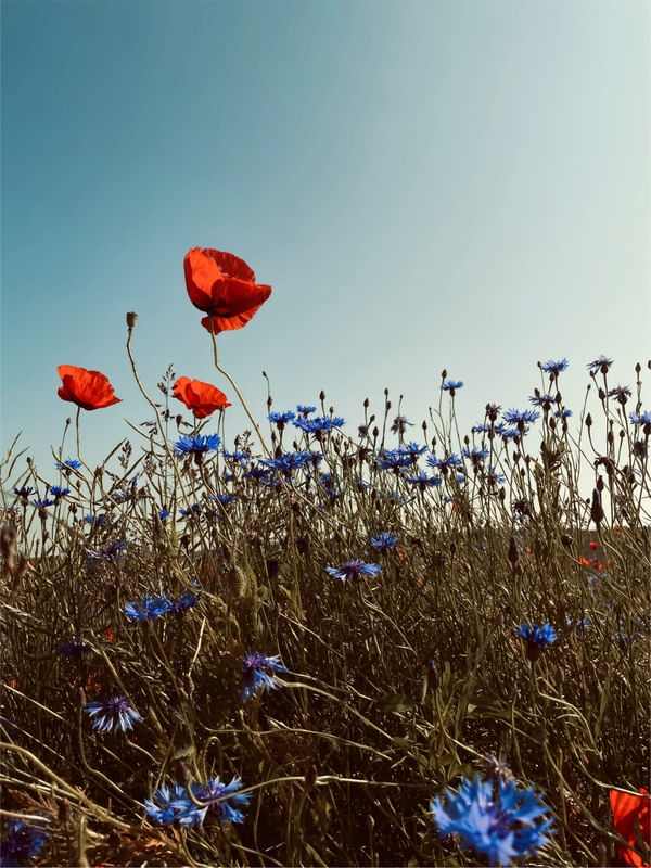 WILDFLOWERS FIELD