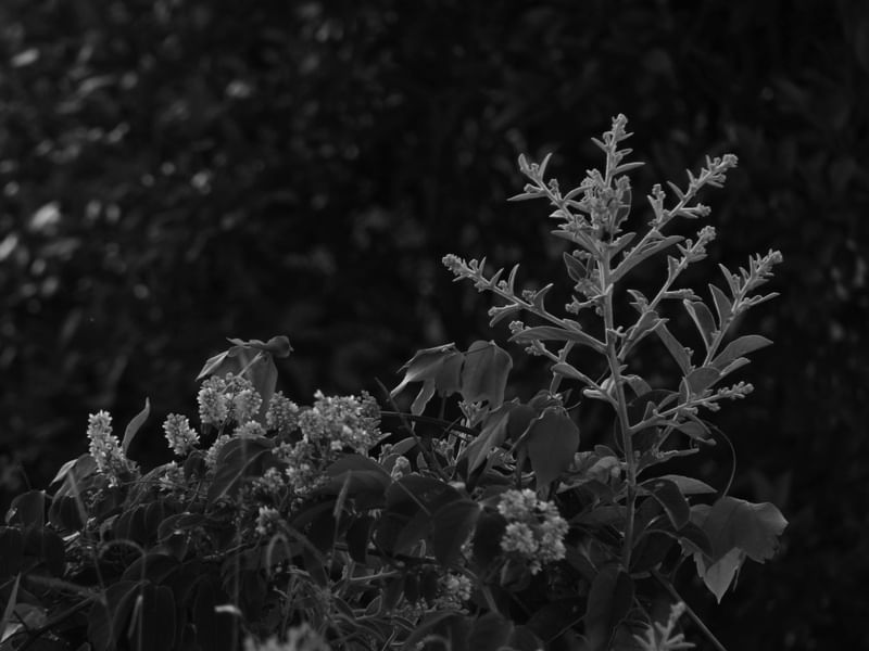 NATUREZA EM PRETO E BRANCO