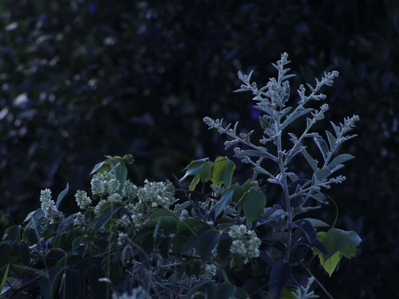 NATUREZA EM COR