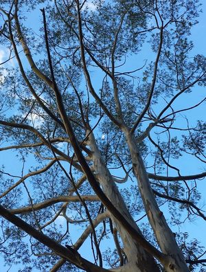 CÉU AZUL EM COR