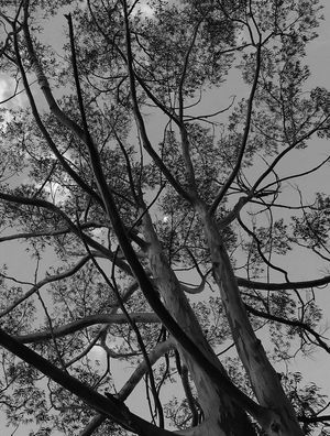 CÉU AZUL EM P&B