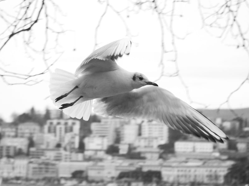 POMBO VOANDO