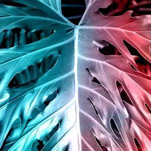 FLORA V MAANAIM 4