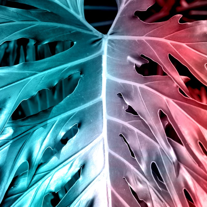 FLORA V MAANAIM 4