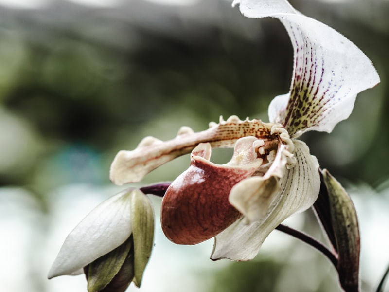 ORQUIDEA SAPATINHO