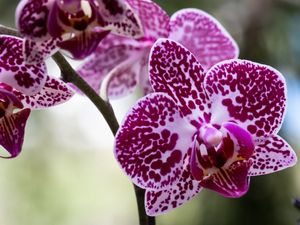 ORQUÍDEA ROSA MACRO 3