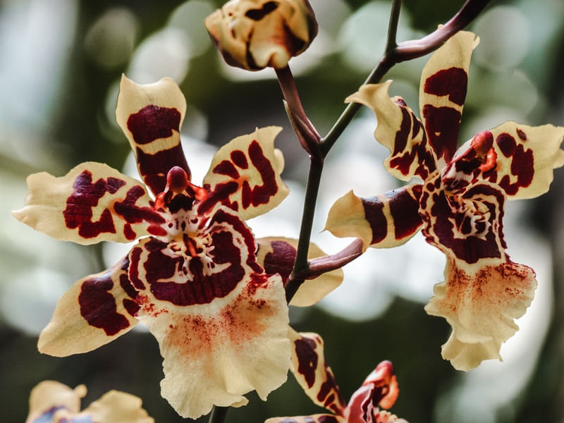 ORQUÍDEA TIGRE MACRO 3