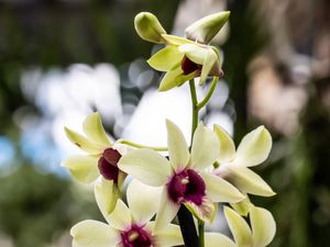 ORQUIDEA AMARELA COM CENTRO VERMELHO