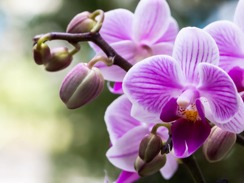 ORQUIDEA ROSA COM FUNDO VERDE